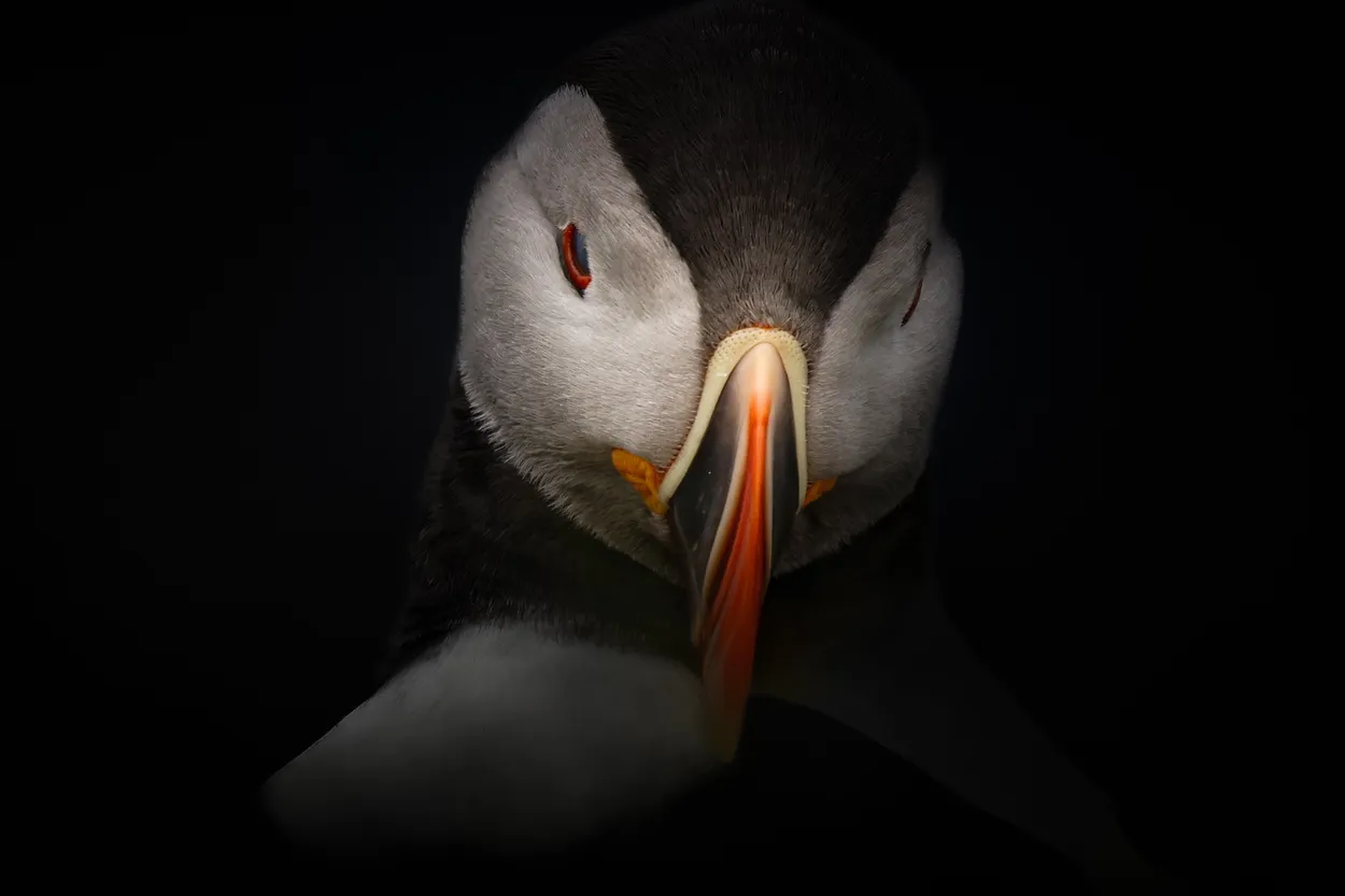 Atlantic Puffin Art Portrait