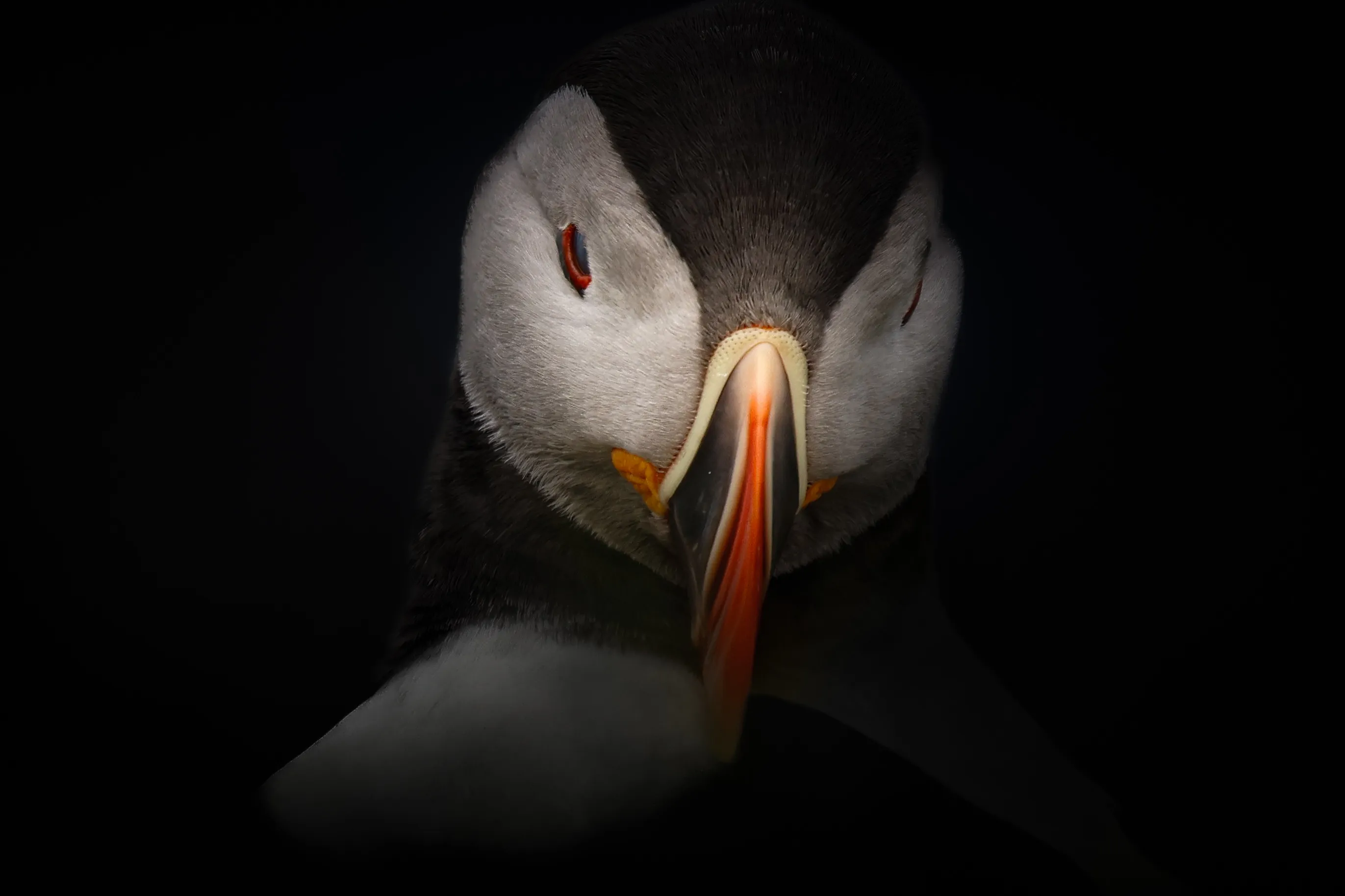 Atlantic Puffin Art Portrait