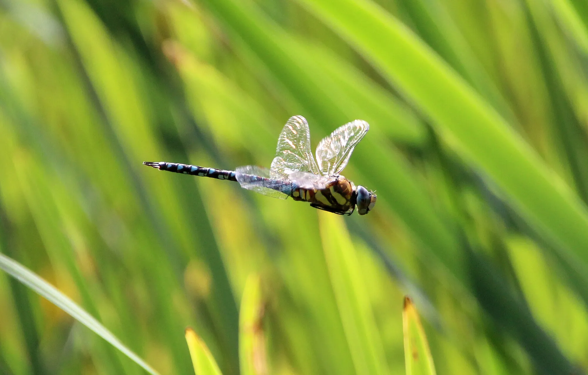 Insects in Flight