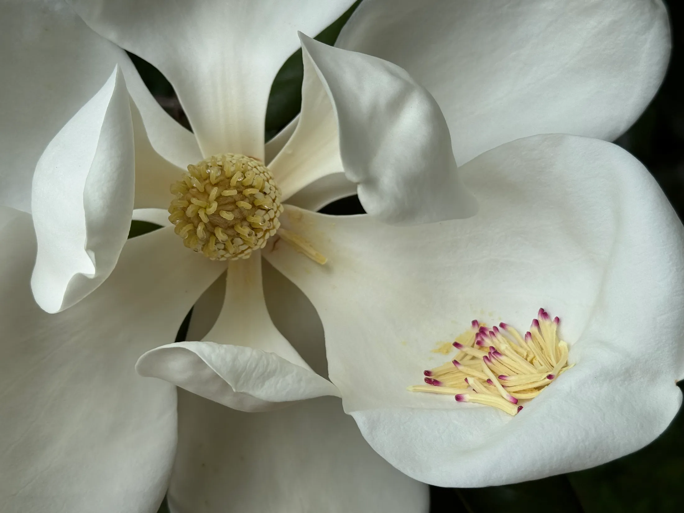A Resilient Southern Magnolia Tree Blossom Macro