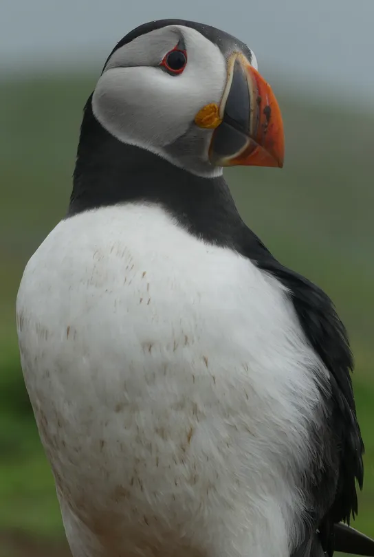 The Colourful Puffin