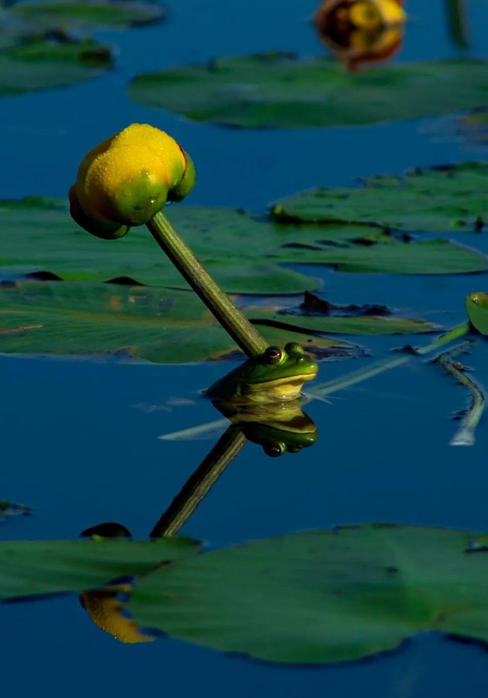 Morning in the Marsh