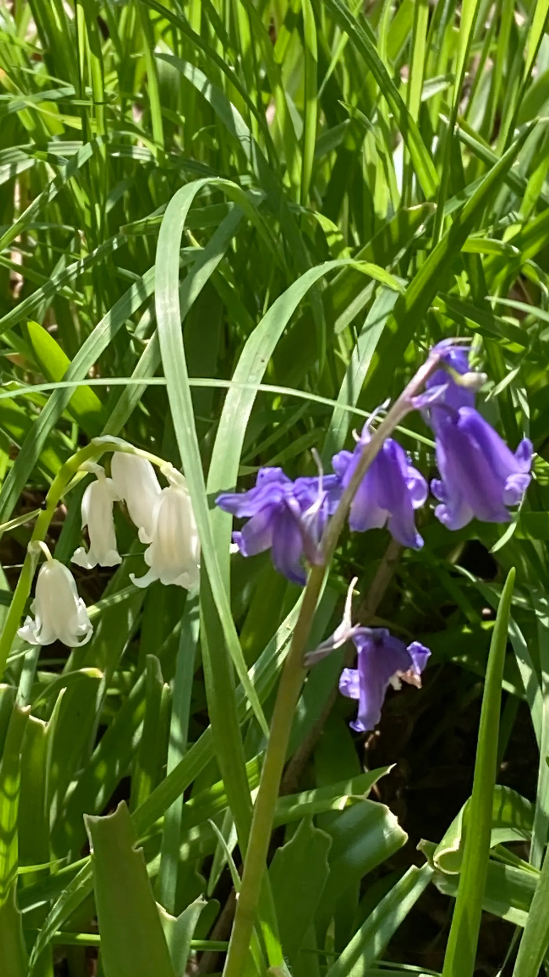 Bluebells
