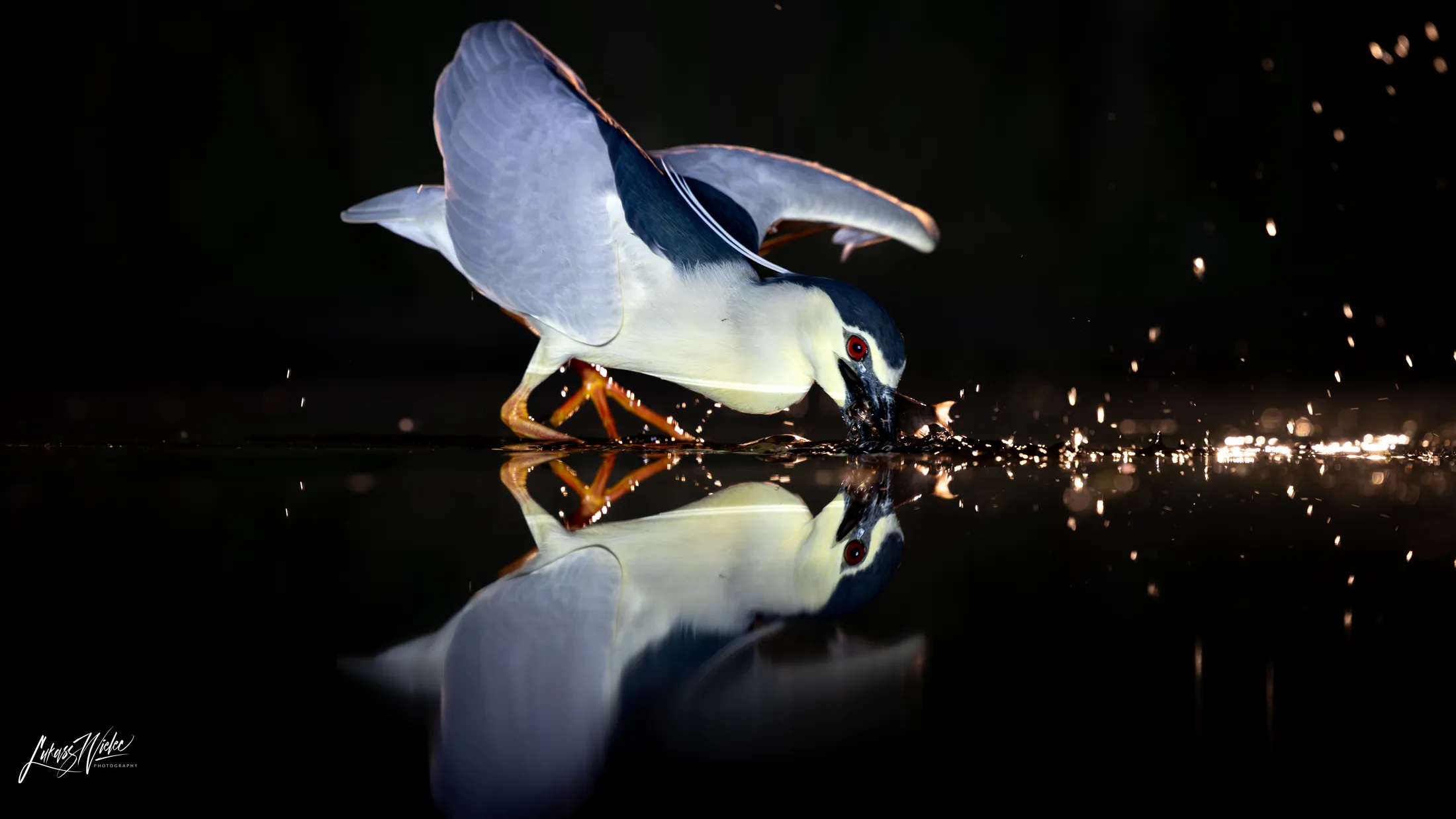 Night Herron