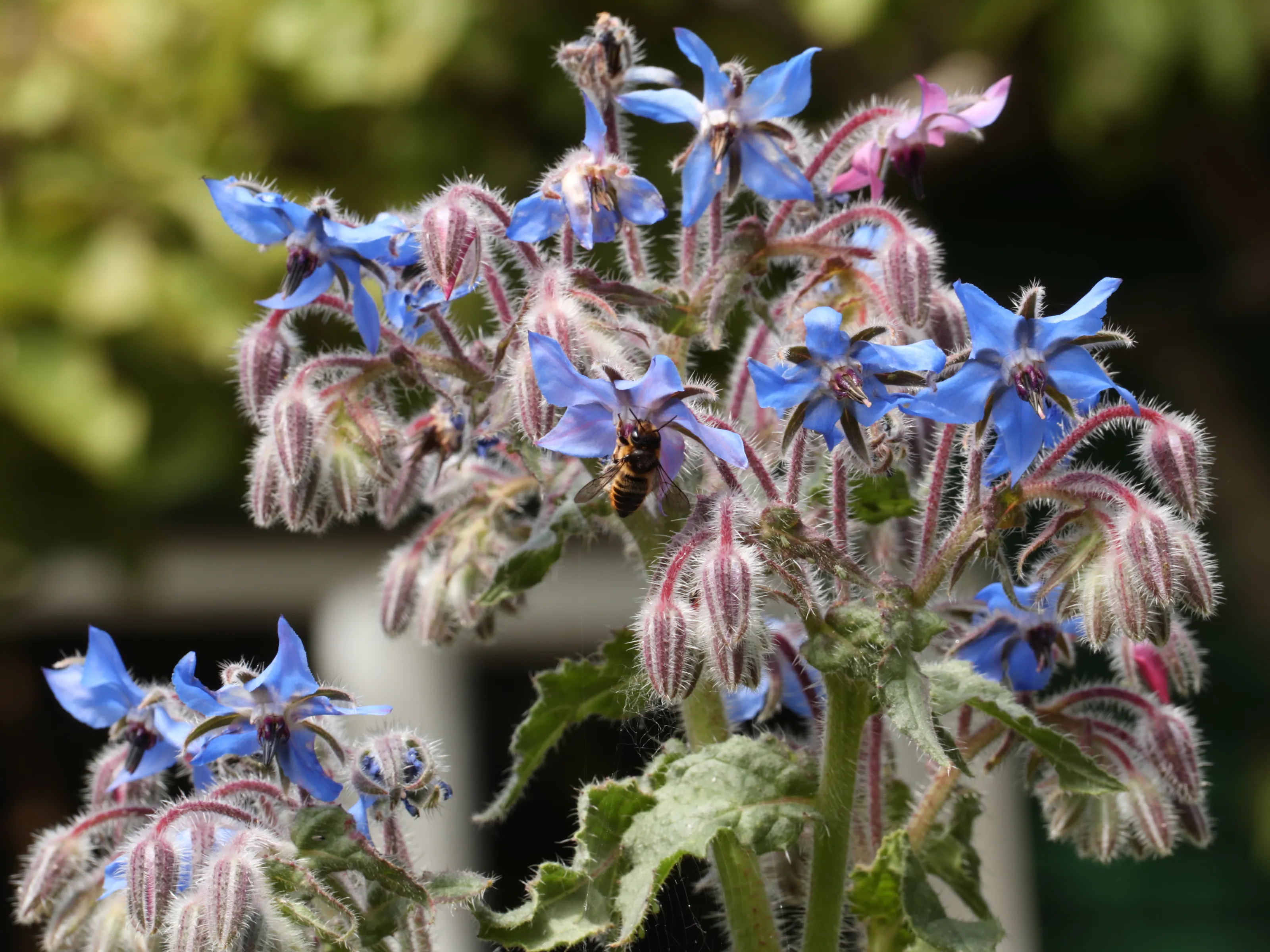 Bee in Borrage