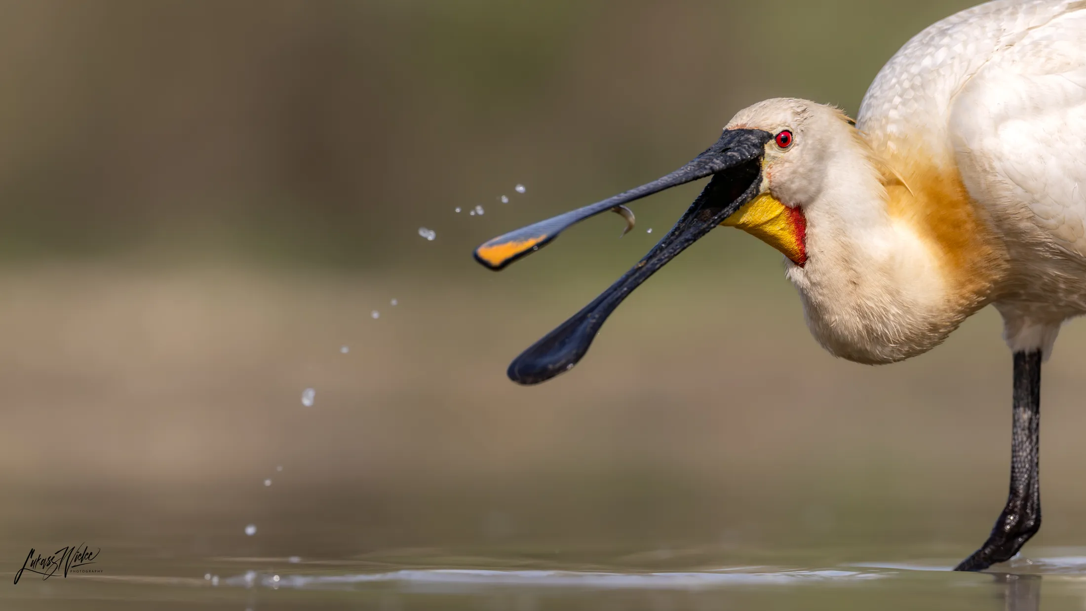 Feeding