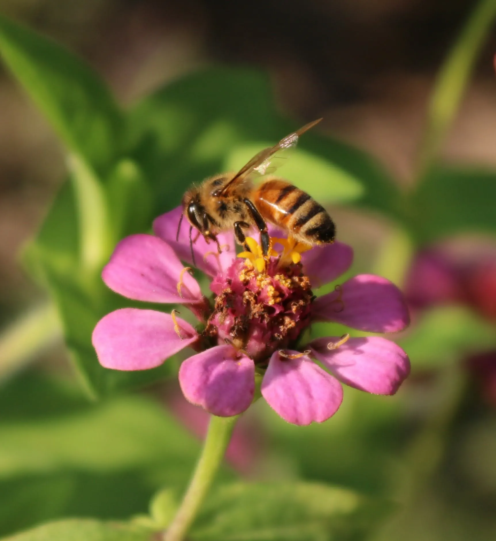 Little pollinators, big dreams
