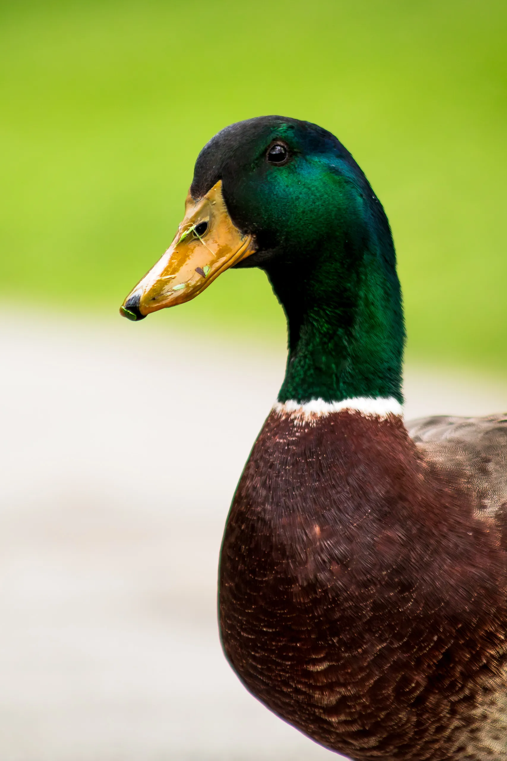 Mallard in the park