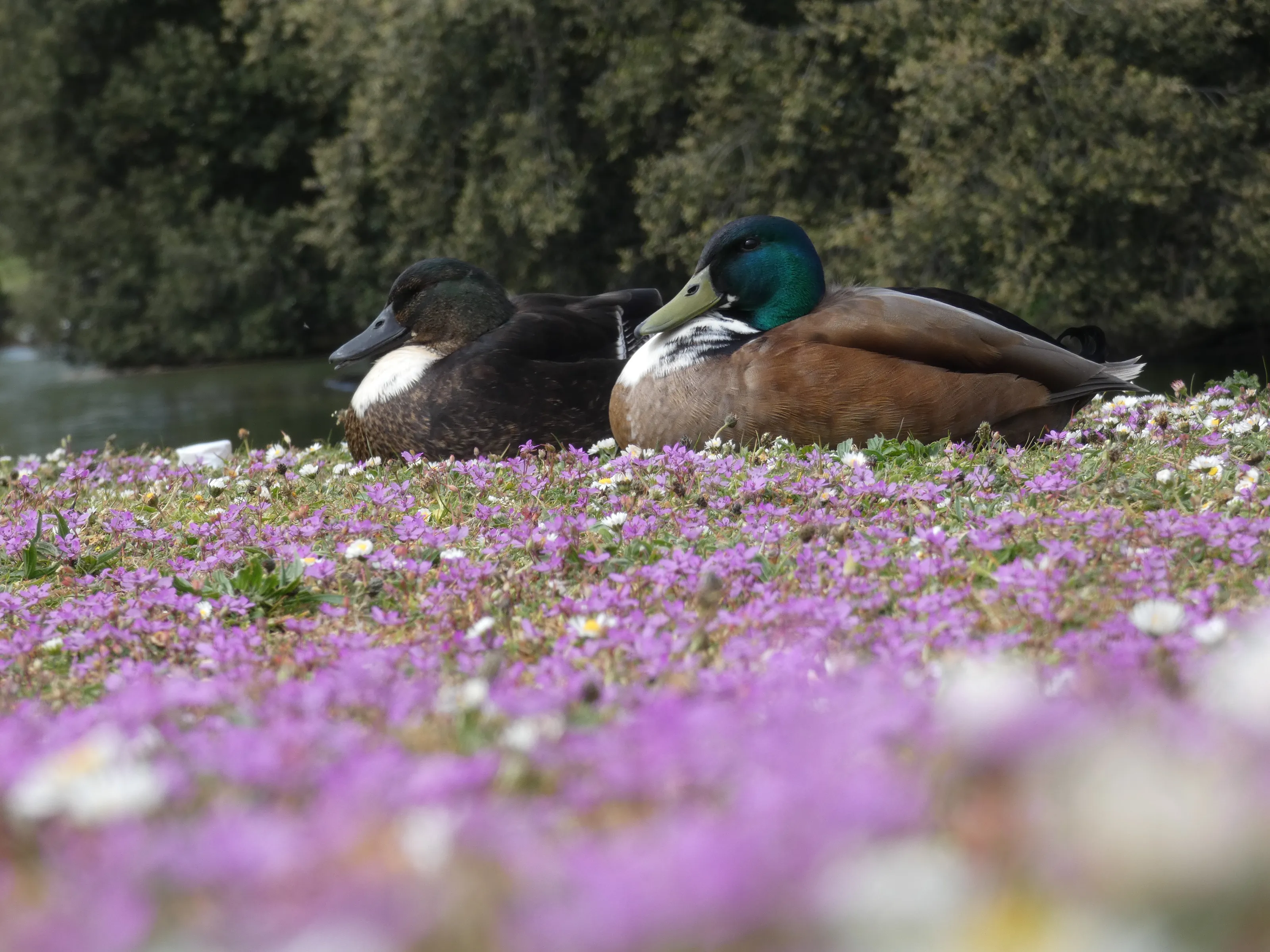 Mallard Romance