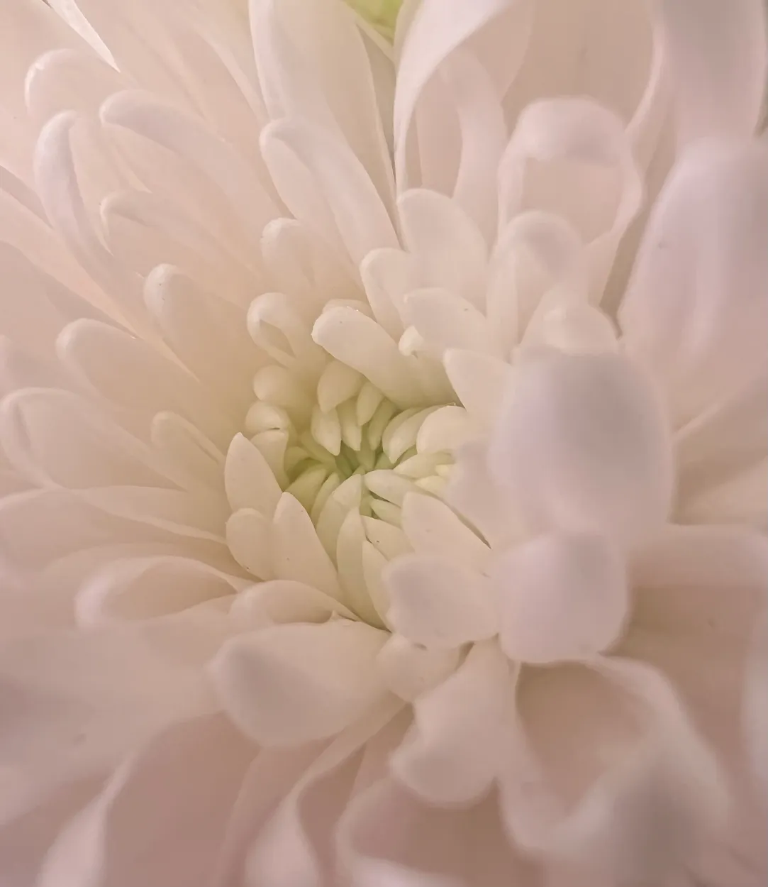 Florist’s Daisy