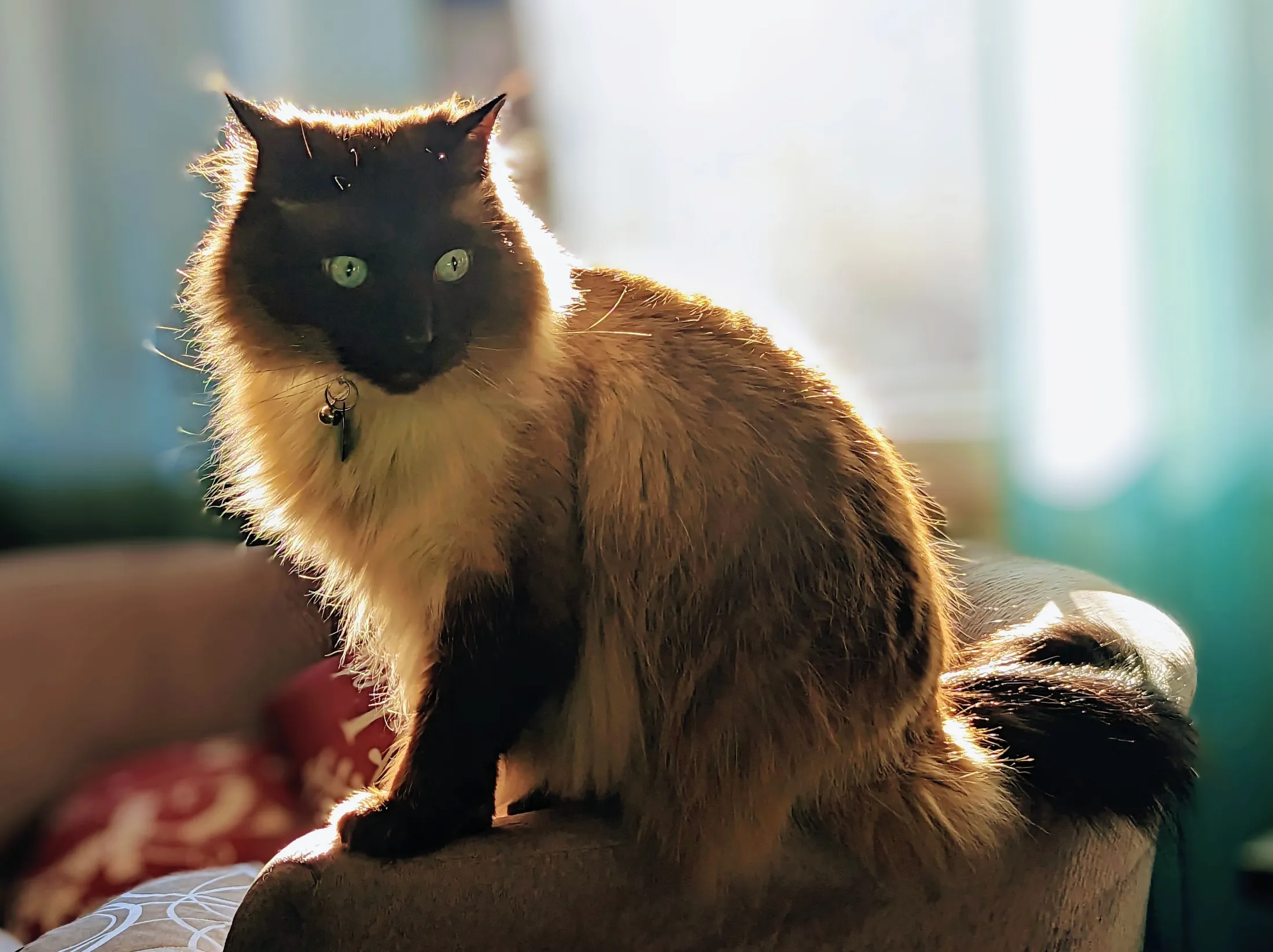 Loki Surveys His Domain