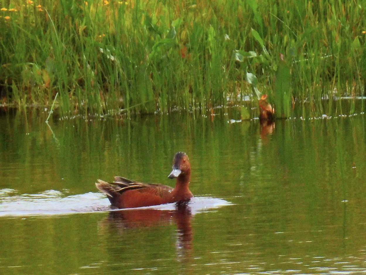 Spatula cyanoptera, Cinnamon Teal