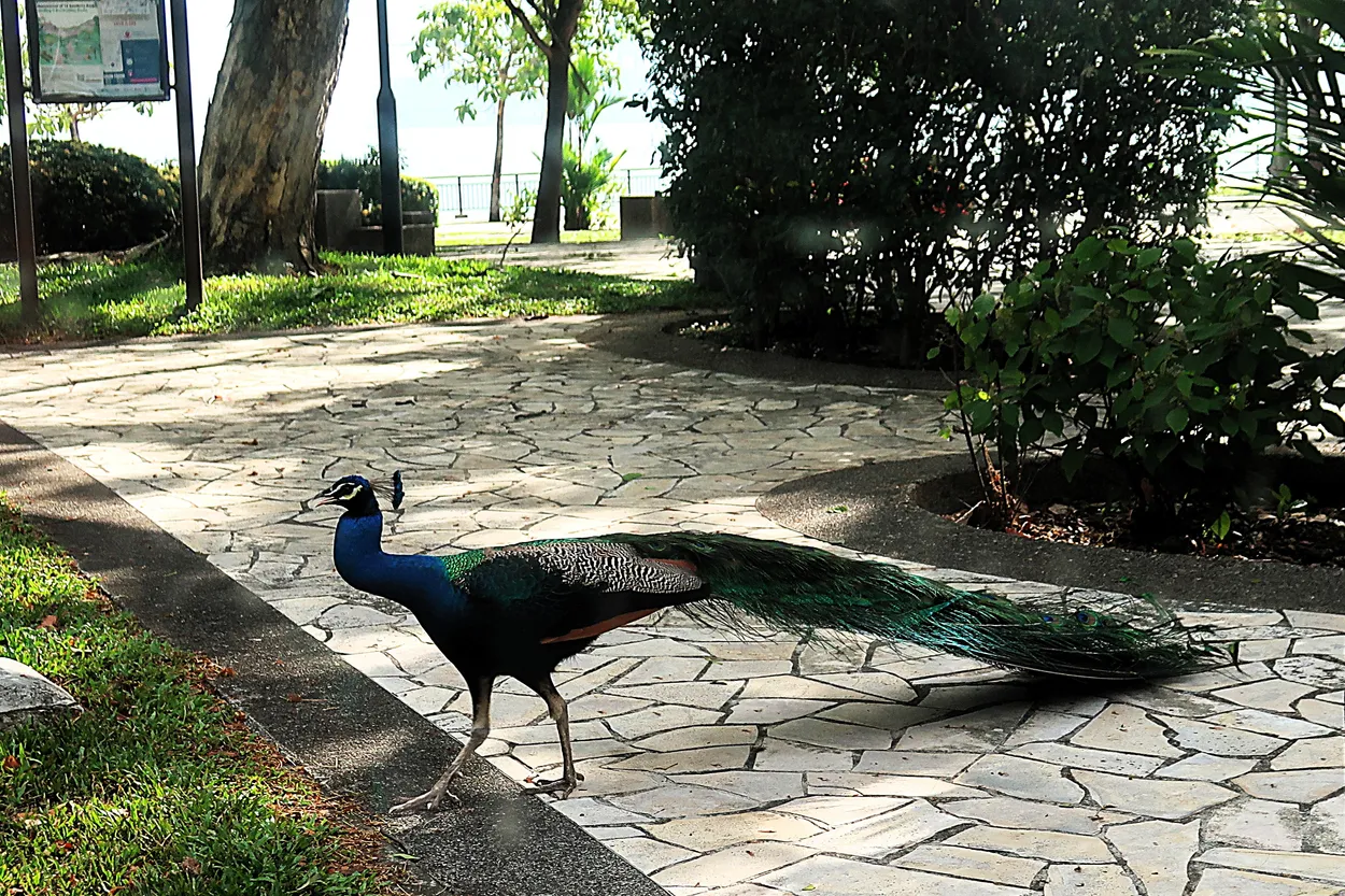 Wandering Wild Peacock in Public Park
