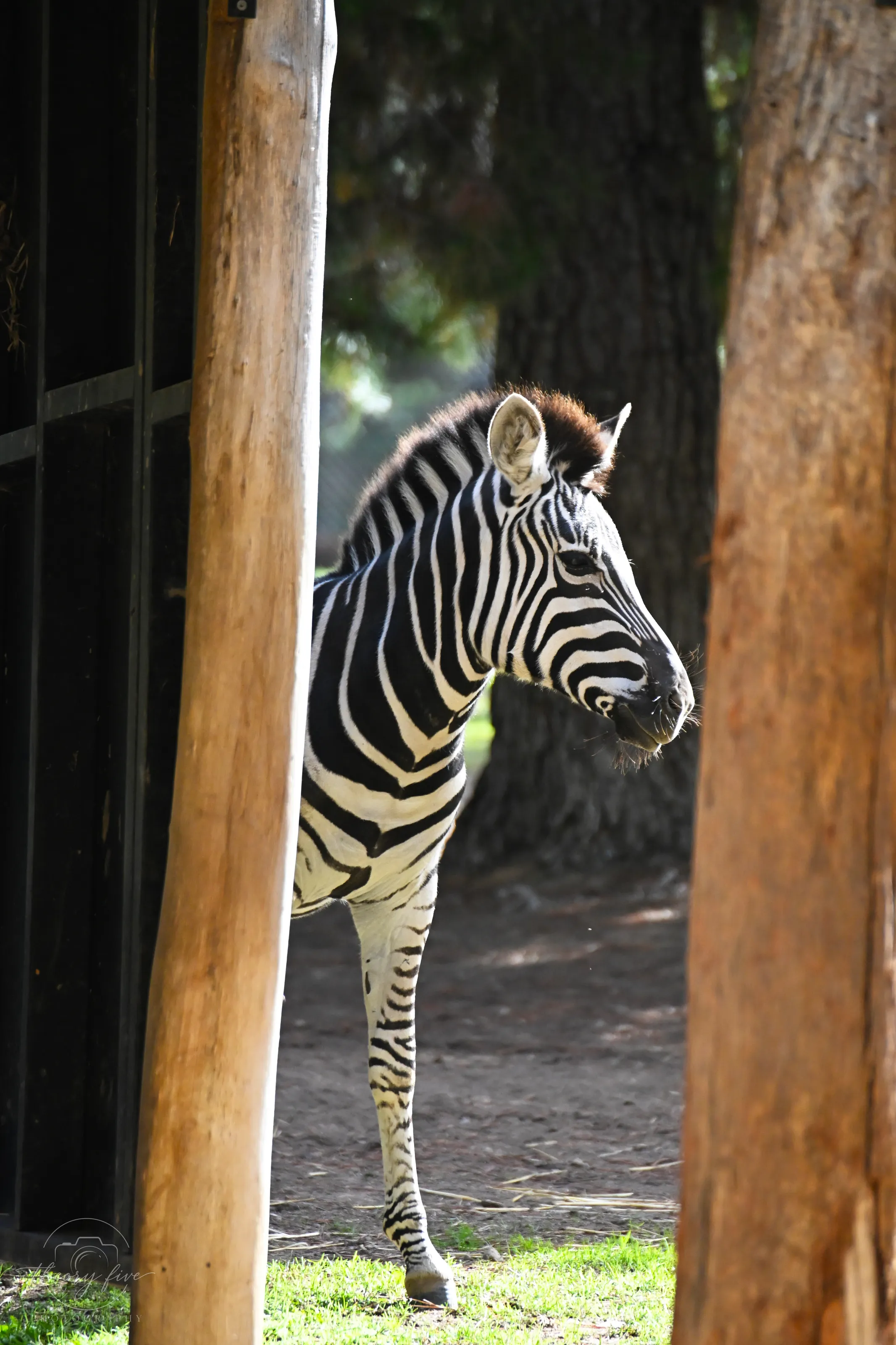 Just checking if the coast is clear… 👀🦓