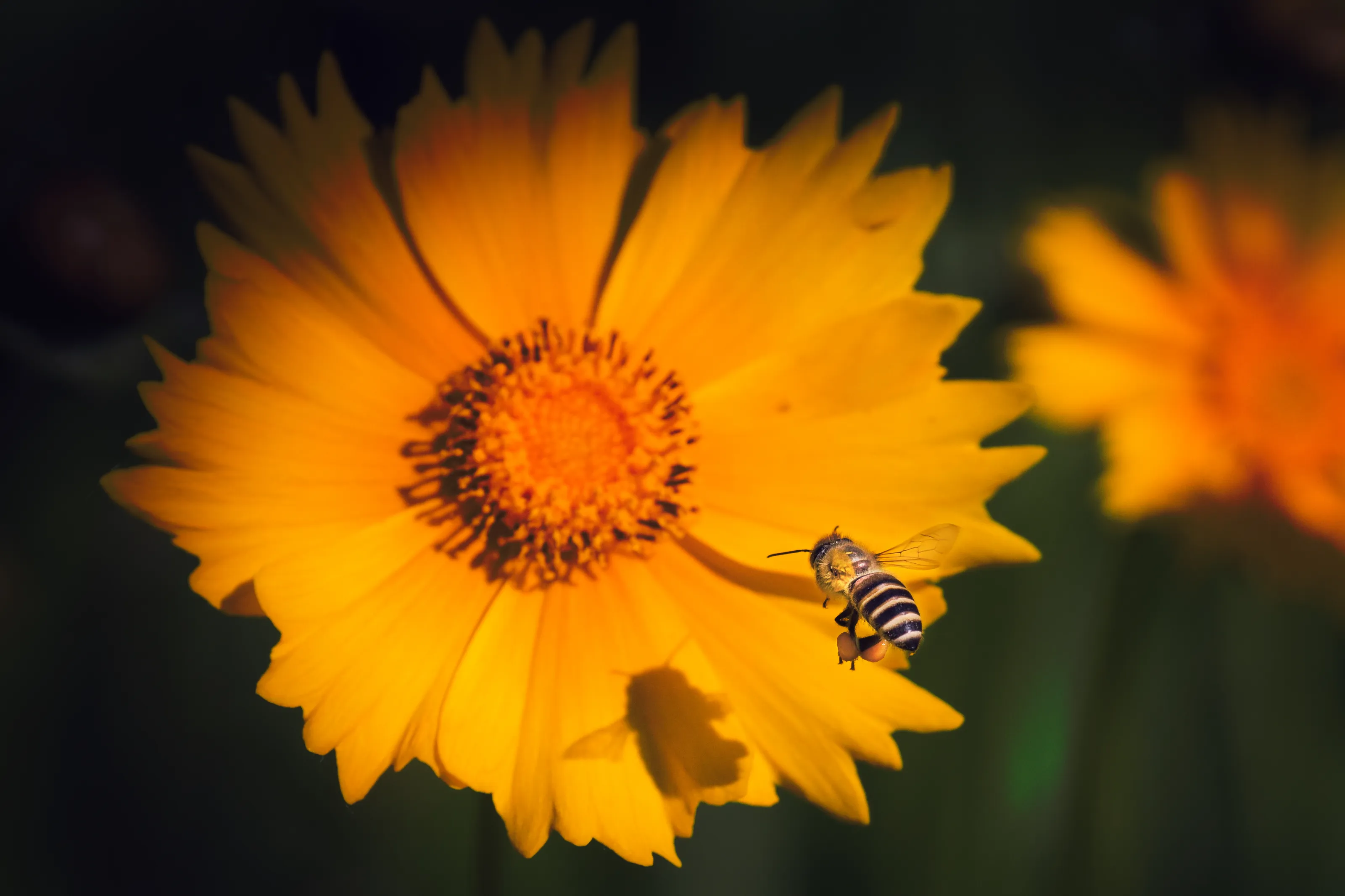 Best of the Bee world