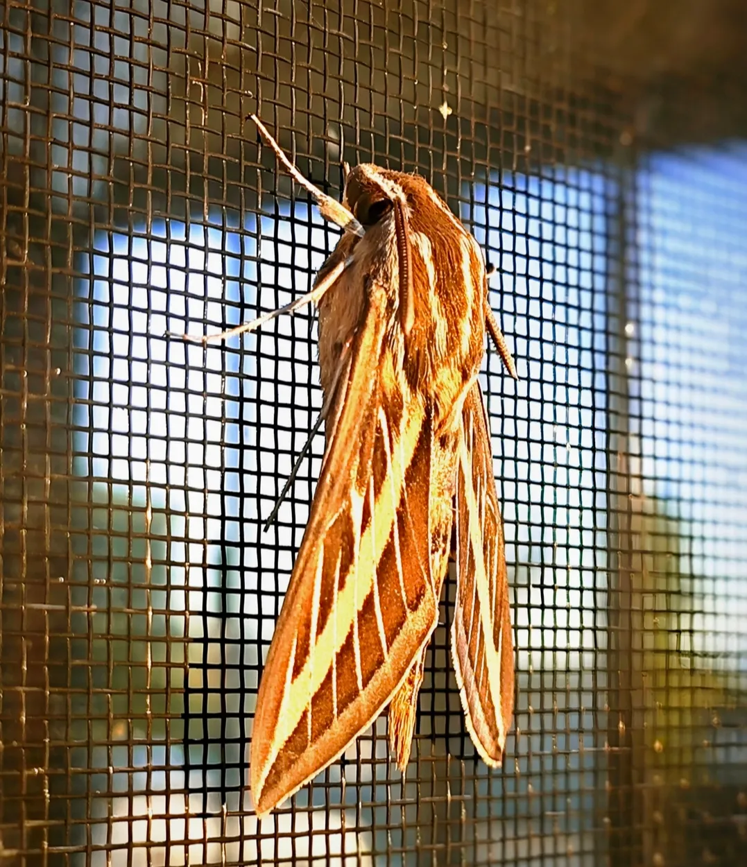 Beautiful Moth on Window Net