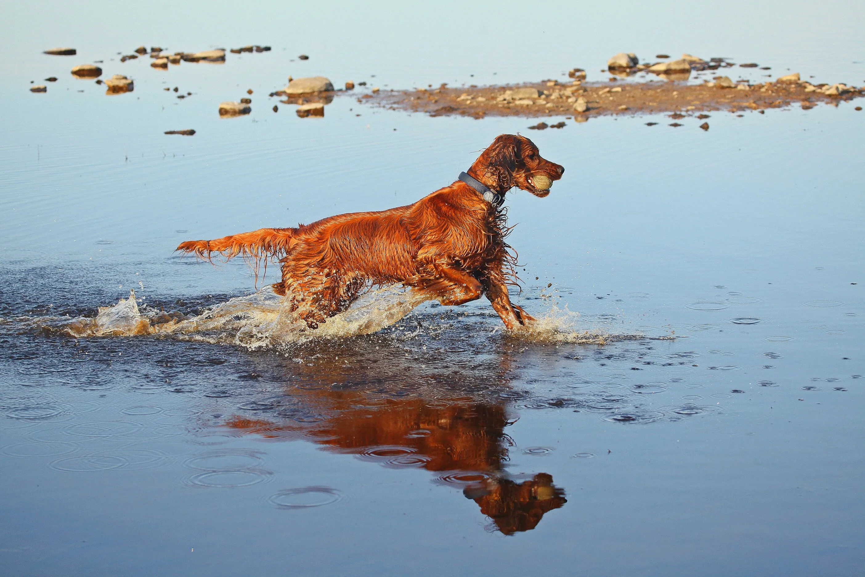 Irish Setter