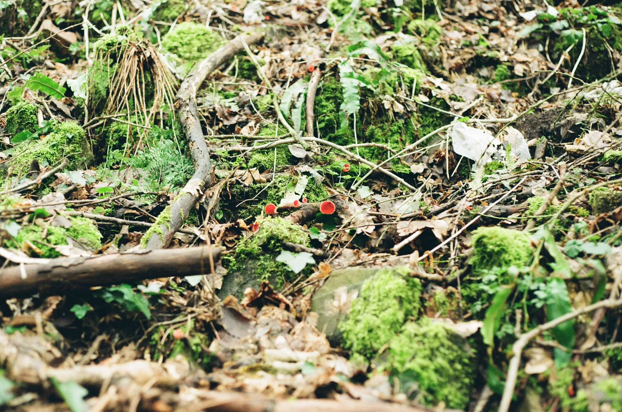 Red Mushroom