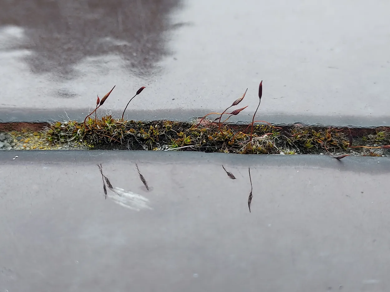 Moss on Wall