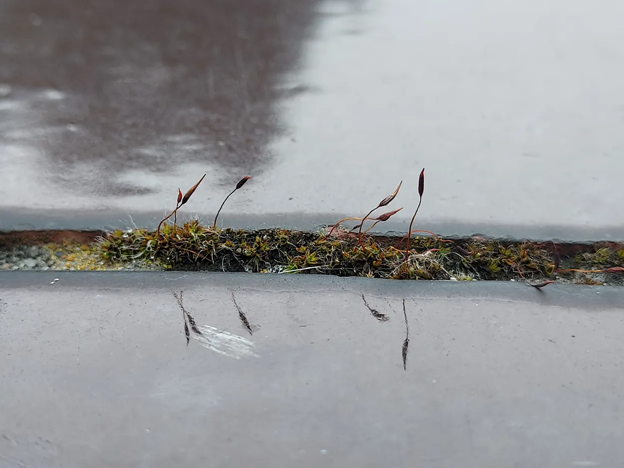 Moss on Wall