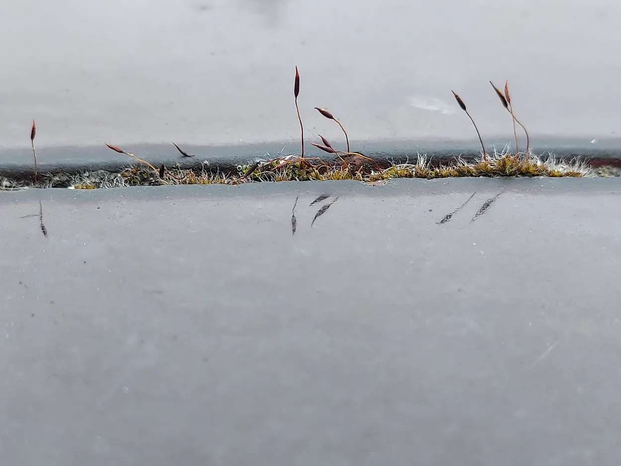 Moss on Wall