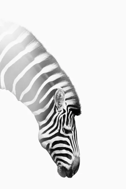 Zebra bowing on a white background