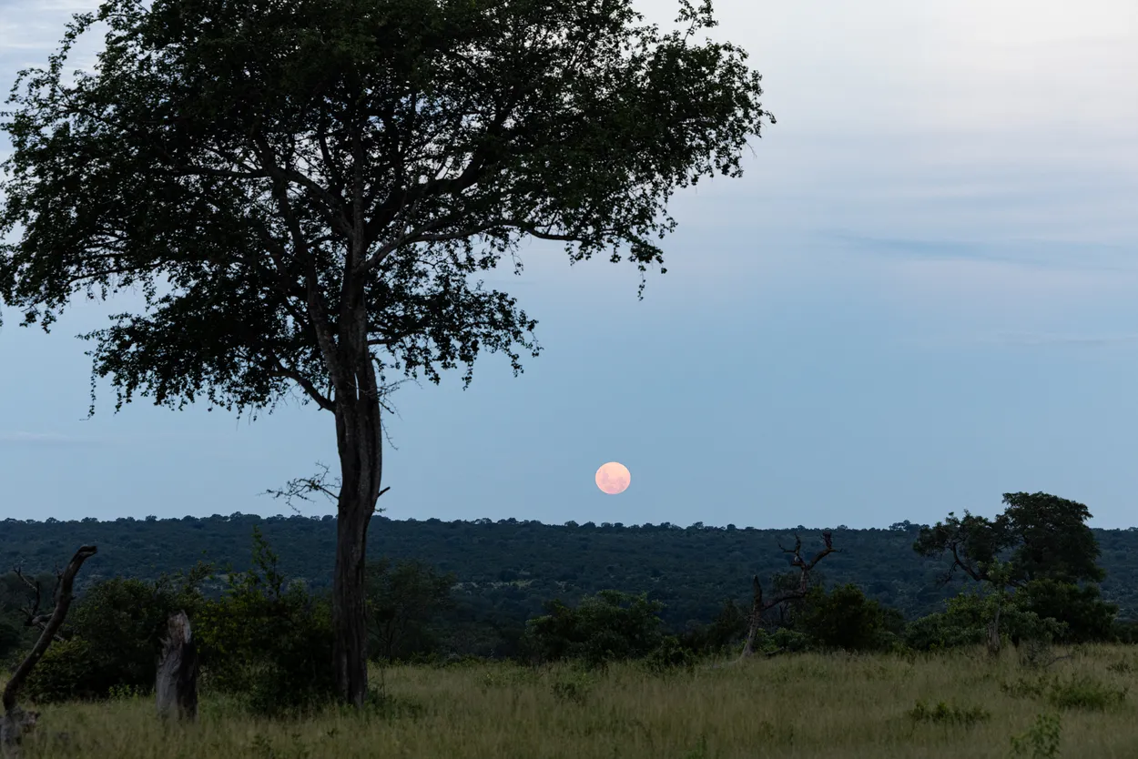 Blood Moon
