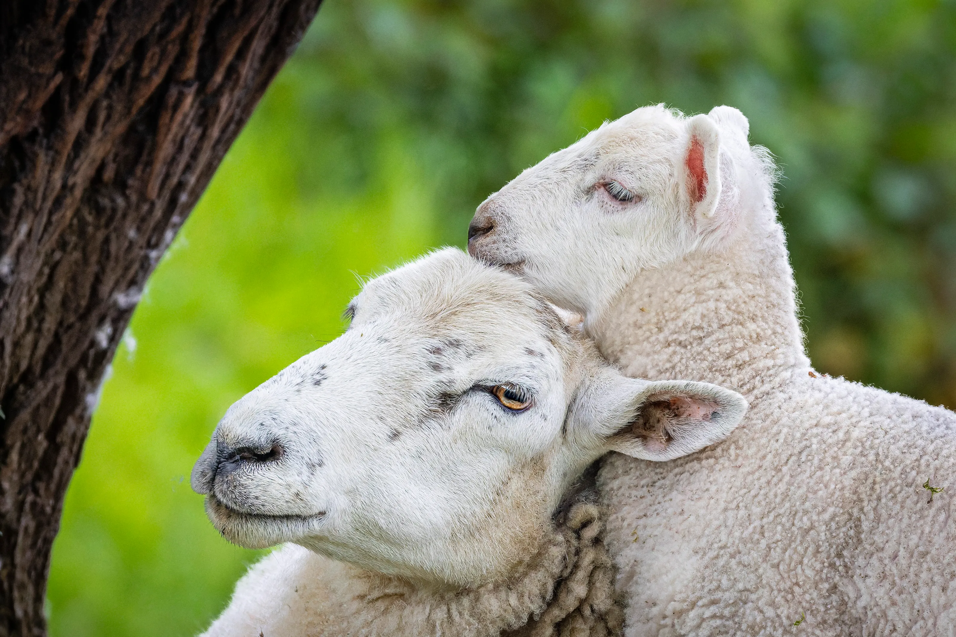 Motherly love