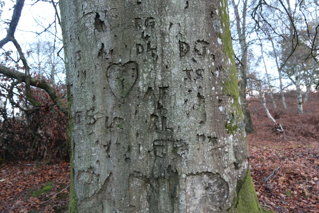 Tree Bark