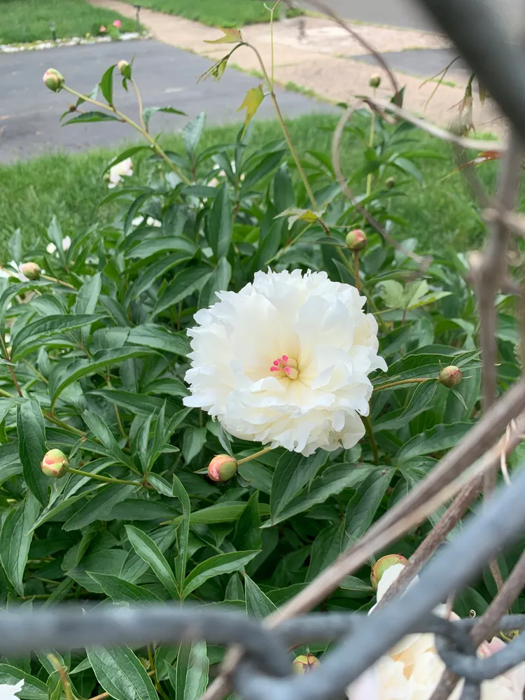 My Neighbors Peony
