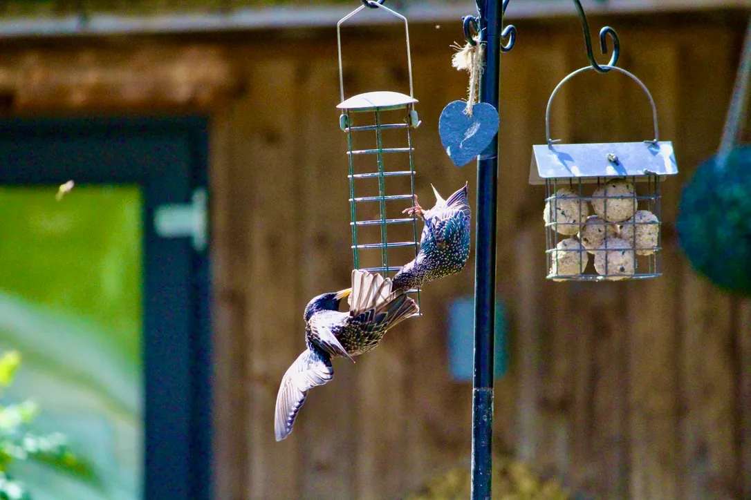 HUNGRY STARLINGS