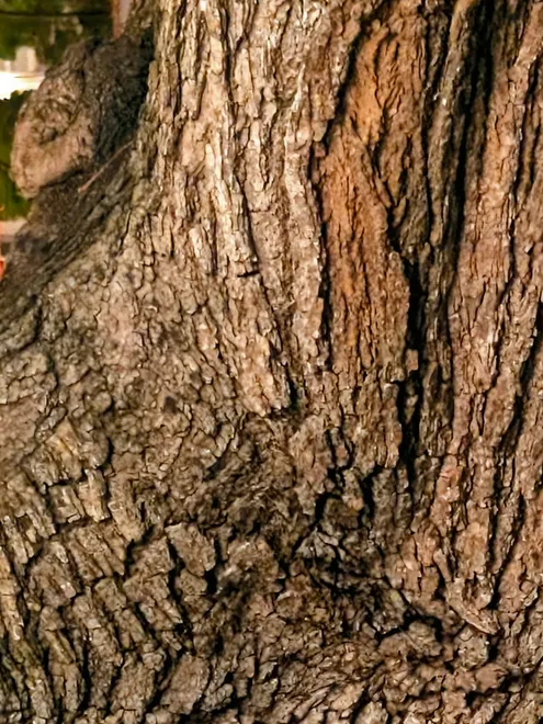 You can bark at the tree.