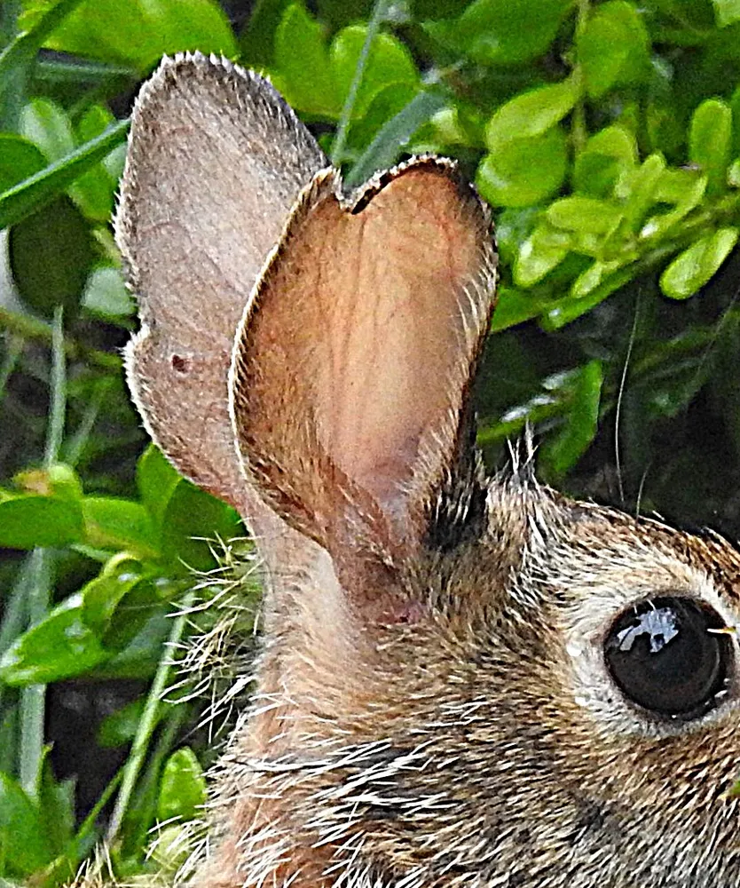 Wild Rabbit Ears