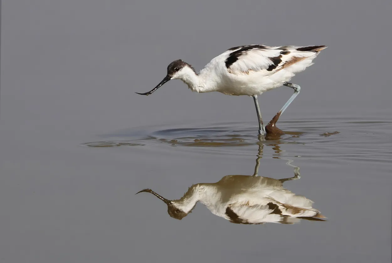 Pied Avocet