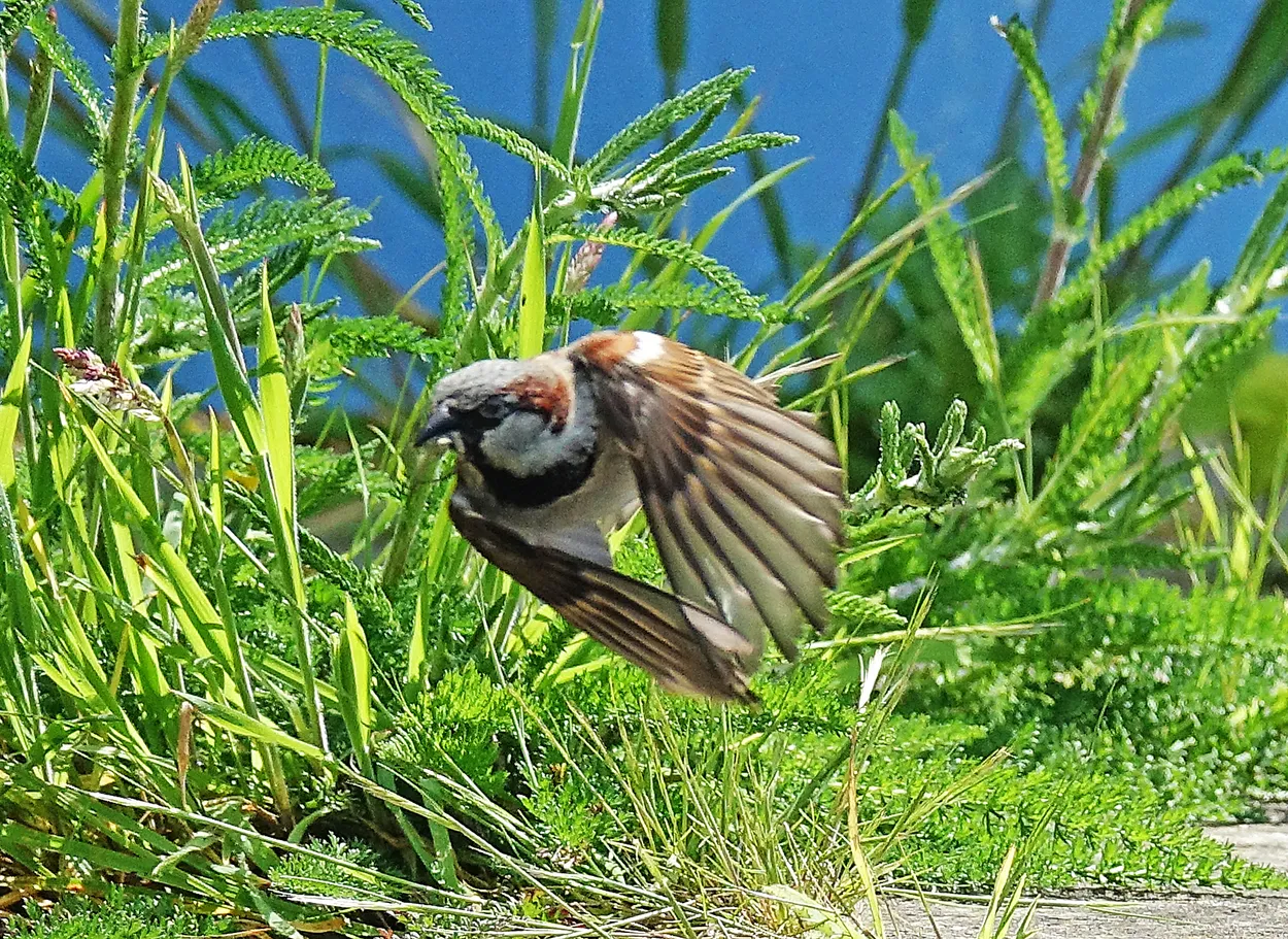 Sparrow in flight