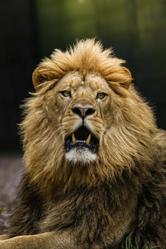 Majestic Male Lion Portrait