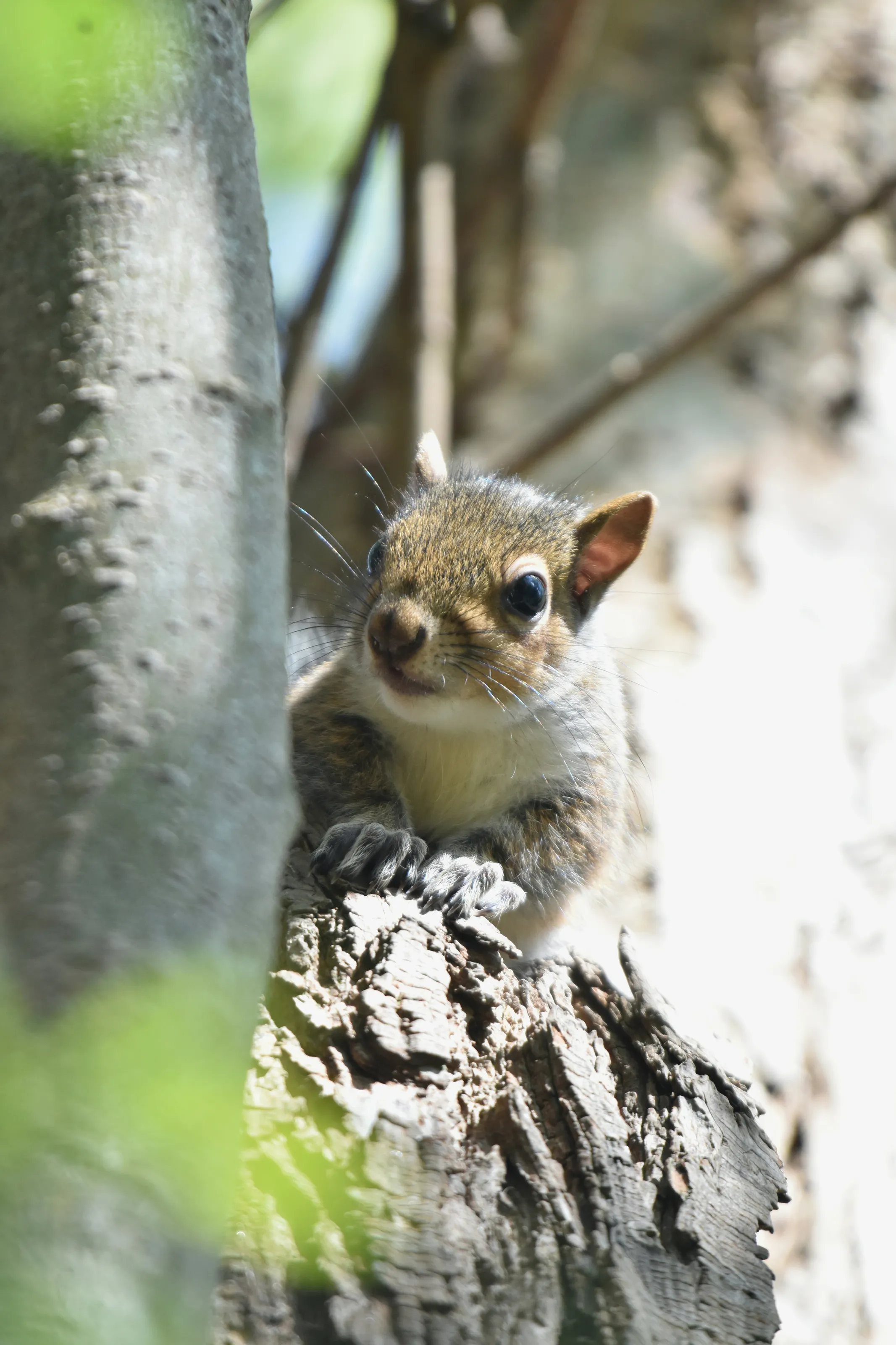 Young Grey Squirrel