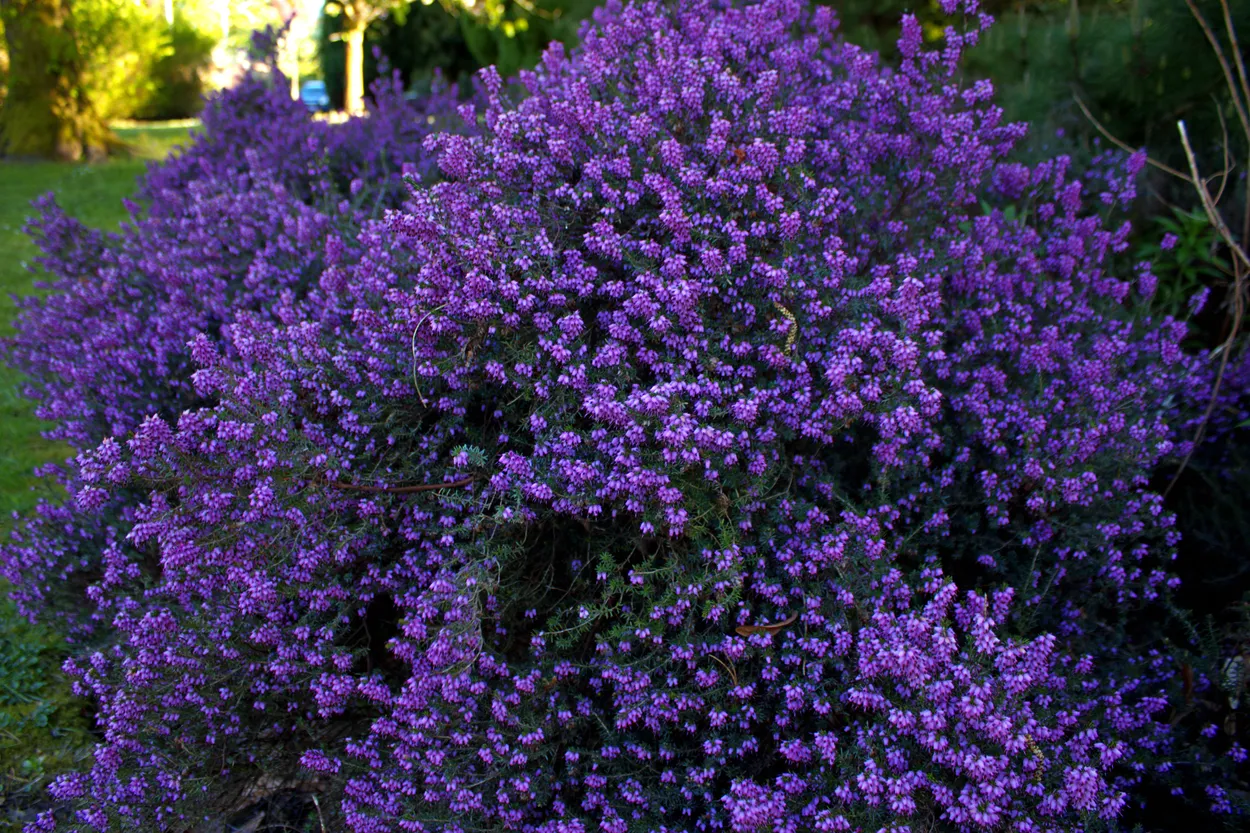 Purple Flowers