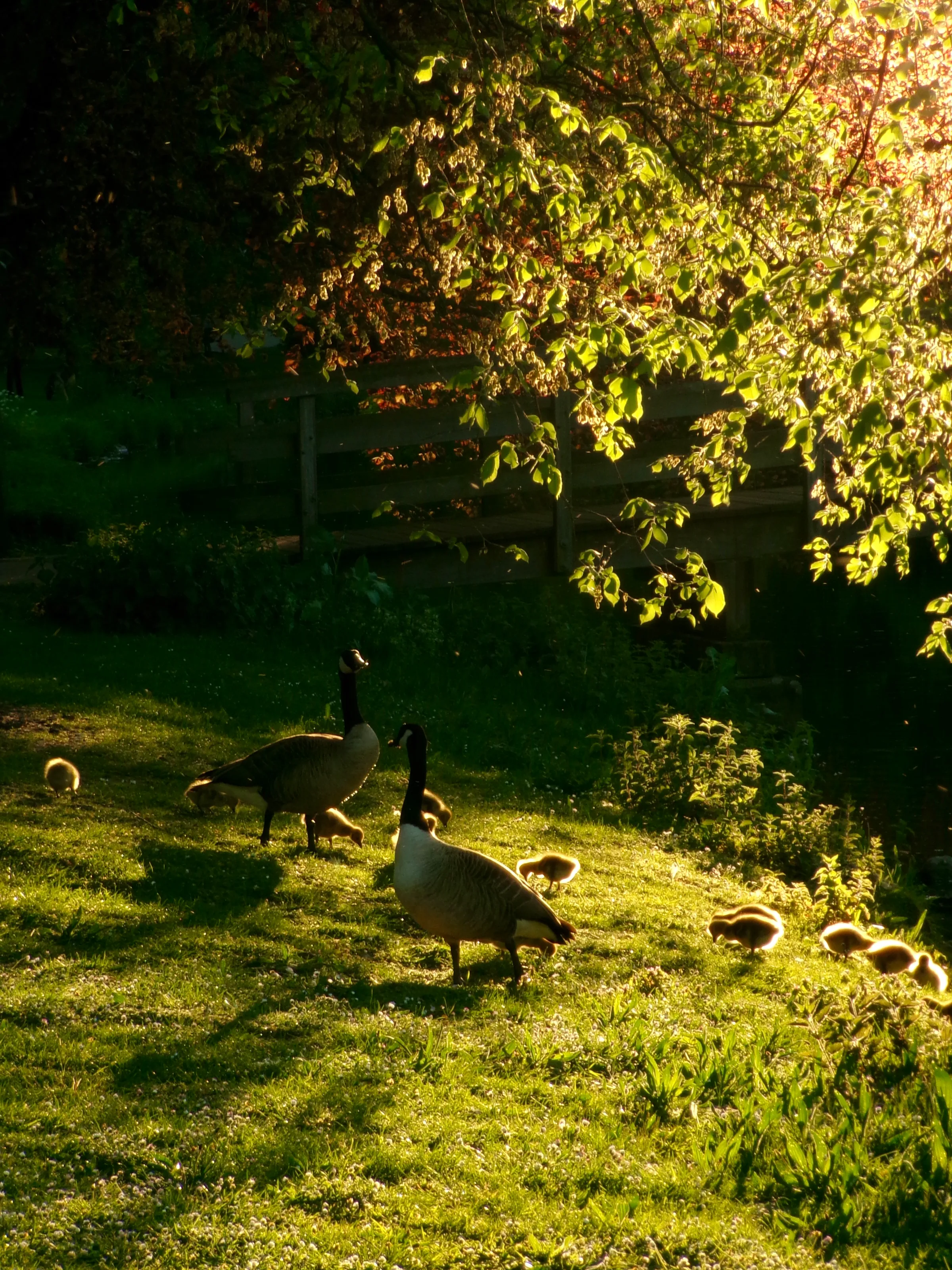 Family Crossing Before Sunset