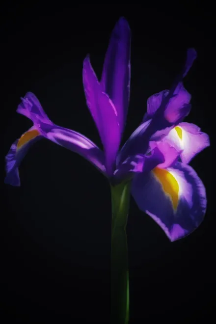 Dutch Iris 💜