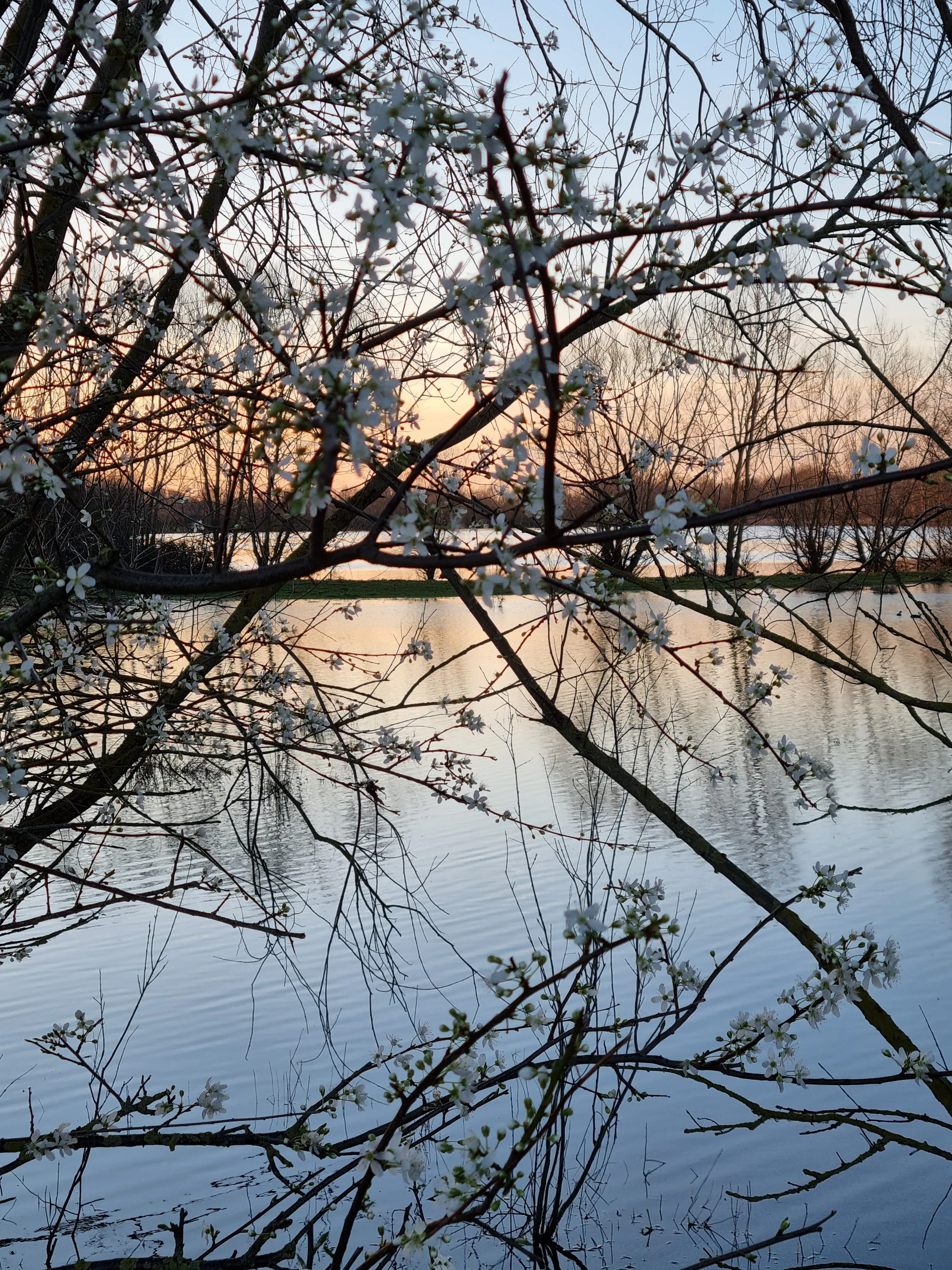 Twilight at Fen Drayton Lakes - the water through the blossom