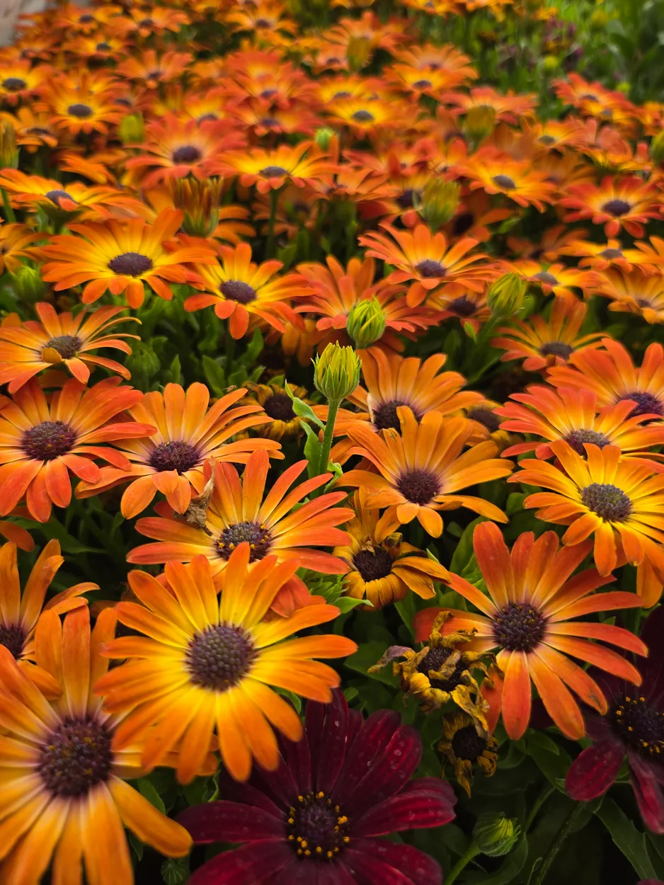 Sunshine Beauties