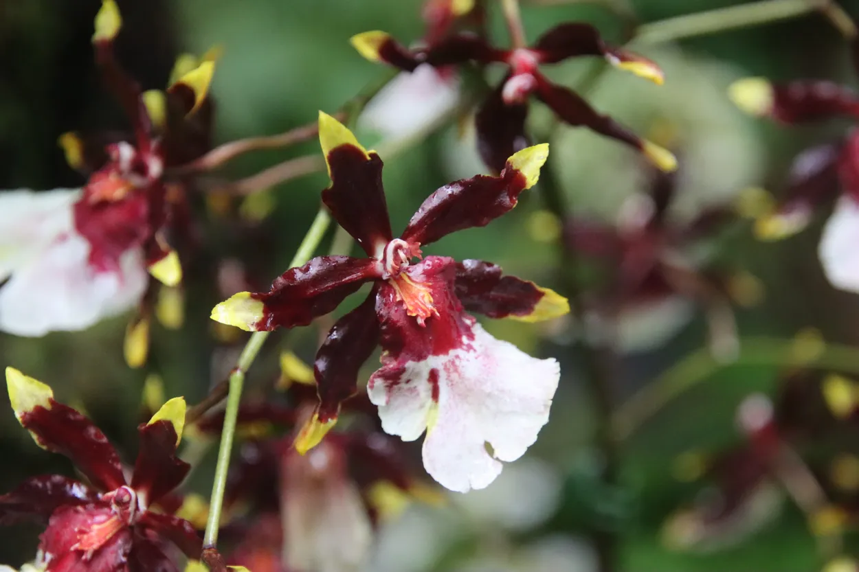 Oncidium Sharry Baby