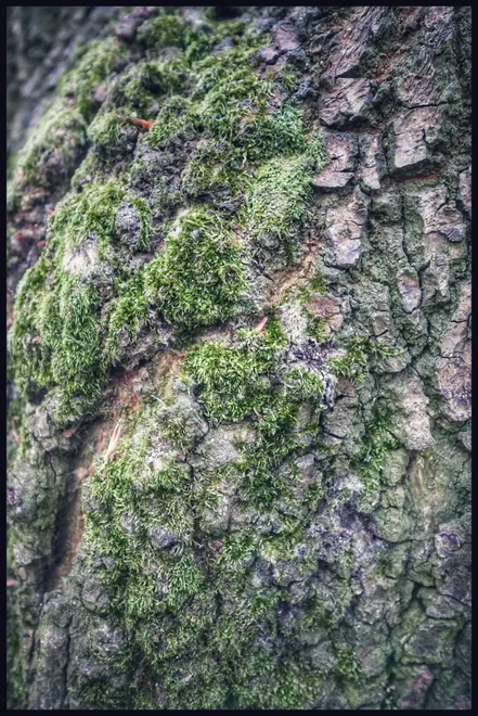 Tree bark