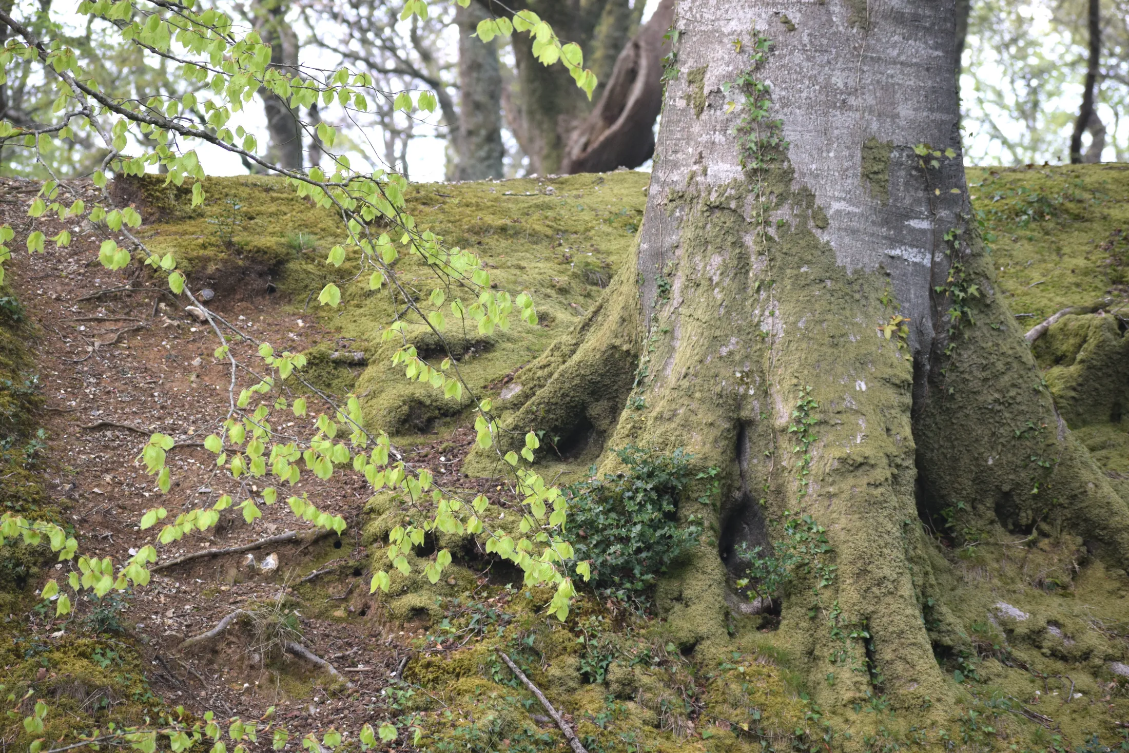 Bank of roots