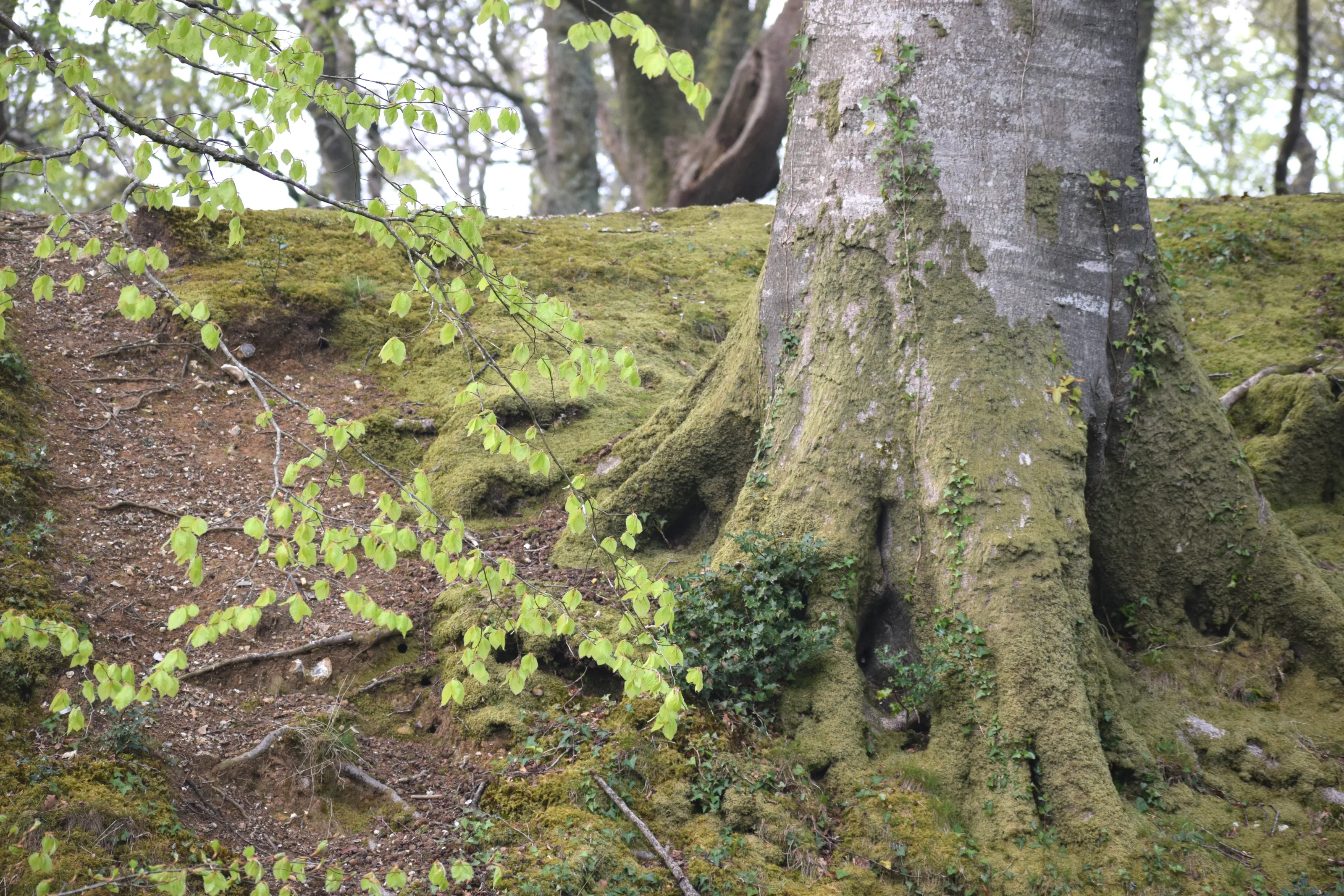 Bank of roots