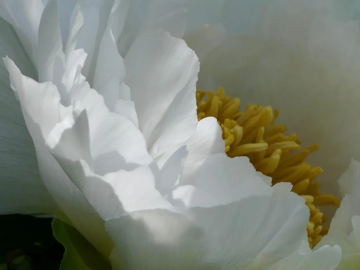 Peonie
