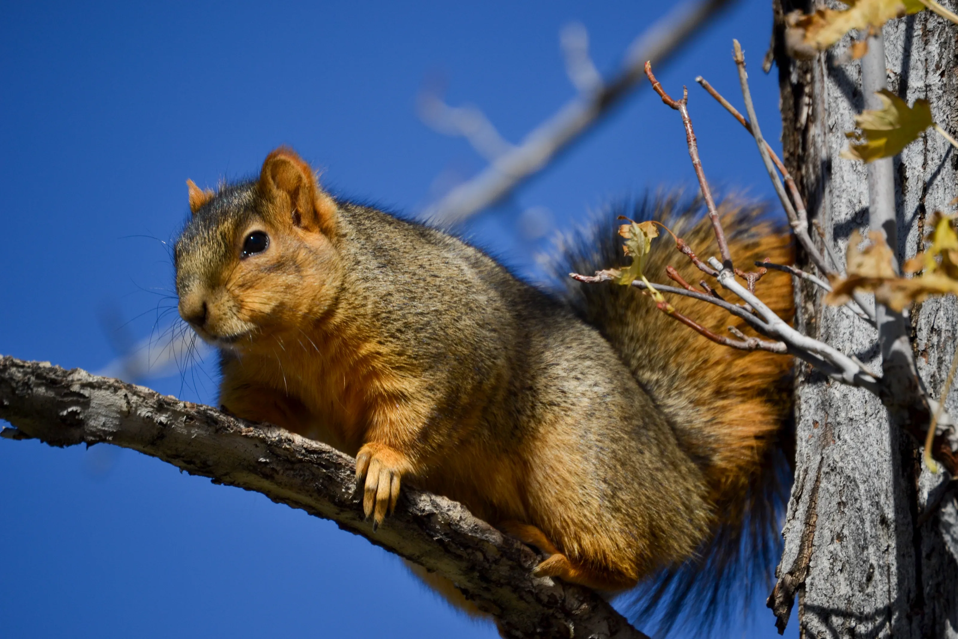 Fluffy Winter Ready Gray Squirrel In Colorado Springs