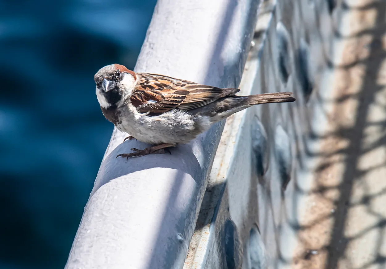 House Sparrow