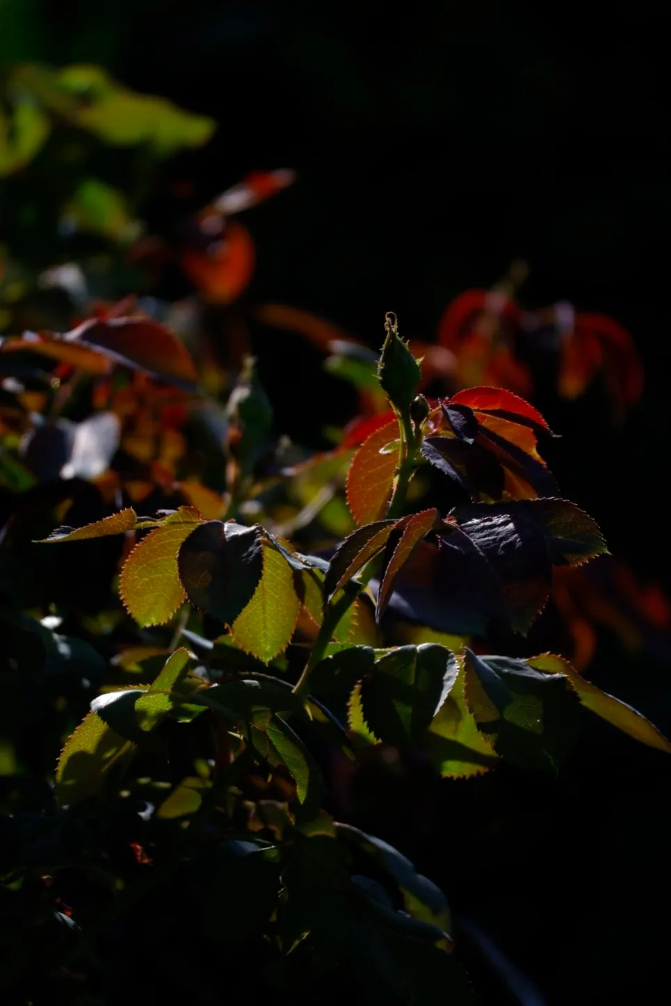 In the Dark Garden